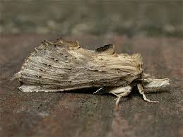 Attēlu rezultāti vaicājumam “Pterostoma palpina”