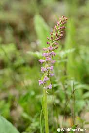 Attēlu rezultāti vaicājumam “Gymnadenia conopsea flower”