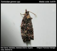 Attēlu rezultāti vaicājumam “Tortricidae”