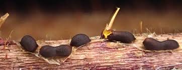 Attēlu rezultāti vaicājumam “Trichia alpina”