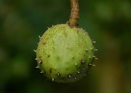 Attēlu rezultāti vaicājumam “Aesculus hippocastanum fruit”