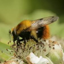 Attēlu rezultāti vaicājumam “Volucella bombylans”