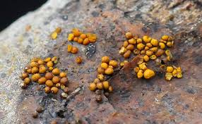 Attēlu rezultāti vaicājumam “Perichaena corticalis”