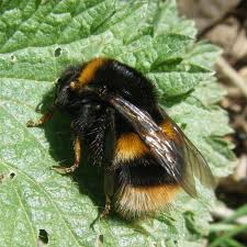 Attēlu rezultāti vaicājumam “Bombus terrestris”