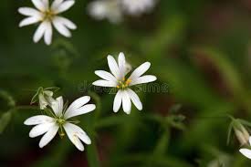 Attēlu rezultāti vaicājumam “Stellaria palustris leaf”