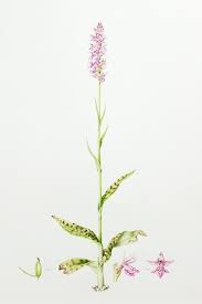 Attēlu rezultāti vaicājumam “Dactylorhiza fuchsii bud”