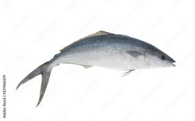 Image result for Elagatis bipinnulata