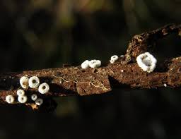 Attēlu rezultāti vaicājumam “Lachnella alboviolascens”