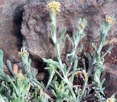 Attēlu rezultāti vaicājumam “Craterium leucocephalum var. scyphoides”