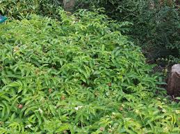 Attēlu rezultāti vaicājumam “Rubus illecebrosus”