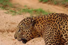 Image result for Яла заповедник