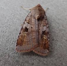 Attēlu rezultāti vaicājumam “Diarsia brunnea”