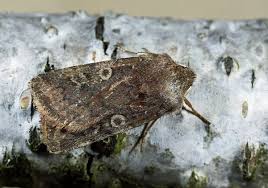 Attēlu rezultāti vaicājumam “Cerastis leucographa”