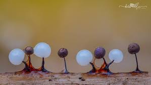 Attēlu rezultāti vaicājumam “Didymium proximum stalked”