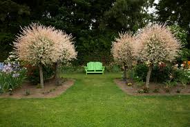 Attēlu rezultāti vaicājumam “Salix Vetrix”