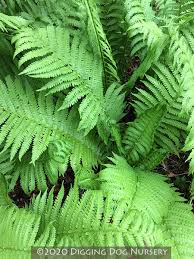 Attēlu rezultāti vaicājumam “Matteuccia struthiopteris”