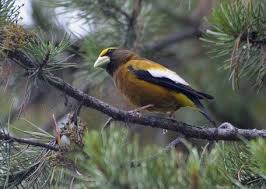 Image result for Hesperiphona vespertina