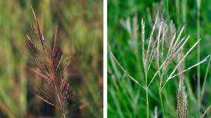 Attēlu rezultāti vaicājumam “Stemonitopsis hyperopta var. landewaldii young”