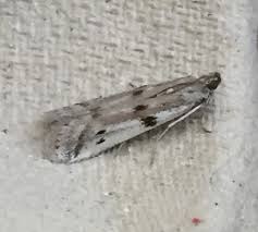 Attēlu rezultāti vaicājumam “Phycitodes binaevella”