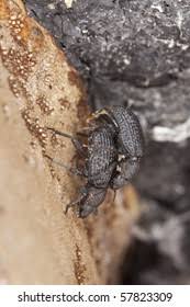 Attēlu rezultāti vaicājumam “Bolitophagus reticulatus imago”