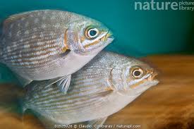 Image result for Kyphosus