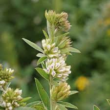 Attēlu rezultāti vaicājumam “Lophozia capitata”