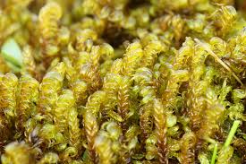 Attēlu rezultāti vaicājumam “Scorpidium cossonii”