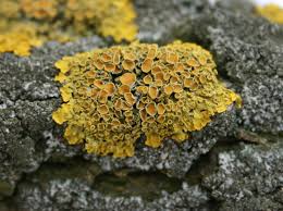 Attēlu rezultāti vaicājumam “Xanthoria parietina”