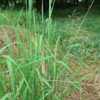 Attēlu rezultāti vaicājumam “Phleum phleoides fruit”