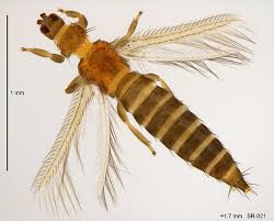 Attēlu rezultāti vaicājumam “Thysanoptera”