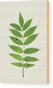 Attēlu rezultāti vaicājumam “Fraxinus excelsior”