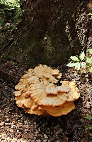 Attēlu rezultāti vaicājumam “Trametes versicolor”