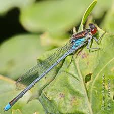 Attēlu rezultāti vaicājumam “Erythromma najas”