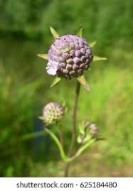 Attēlu rezultāti vaicājumam “Succisa pratensis bud”