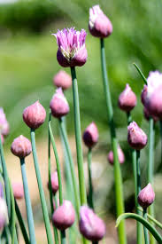 Attēlu rezultāti vaicājumam “Allium schoenoprasum bud”