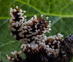 Attēlu rezultāti vaicājumam “Physarum pezizoideum macro”