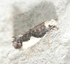 Attēlu rezultāti vaicājumam “Monopis monachella”