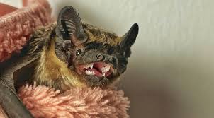 Attēlu rezultāti vaicājumam “Vespertilio murinus”