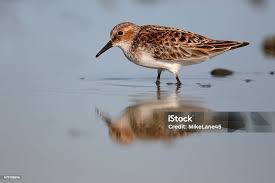Attēlu rezultāti vaicājumam “Calidris minuta”