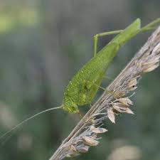 Attēlu rezultāti vaicājumam “Phaneroptera falcata”