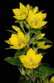 Attēlu rezultāti vaicājumam “Lysimachia punctata”