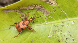 Attēlu rezultāti vaicājumam “Attelabidae”