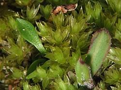 Attēlu rezultāti vaicājumam “Bryum pallescens”