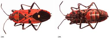 Attēlu rezultāti vaicājumam “Lygaeidae”