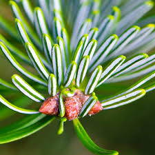 Attēlu rezultāti vaicājumam “Abies alba”