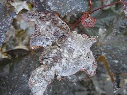 Attēlu rezultāti vaicājumam “Sawadaea tulasnei”