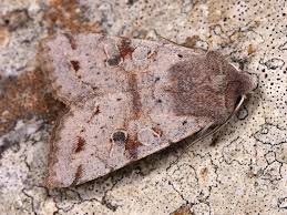 Attēlu rezultāti vaicājumam “Orthosia incerta”