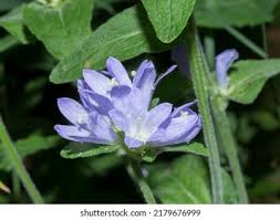 Image result for Campanula moesiaca