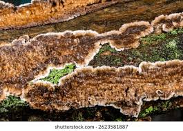 Attēlu rezultāti vaicājumam “Cylindrobasidium evolvens”