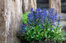 Attēlu rezultāti vaicājumam “Ajuga reptans flower”